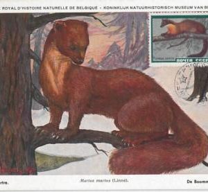 52592  - RUSSIA Росси́я -  POSTAL HISTORY: MAXIMUM CARD -  ANIMALS