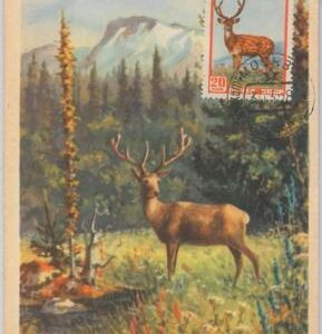 52593  - RUSSIA Росси́я -  POSTAL HISTORY: MAXIMUM CARD -  ANIMALS