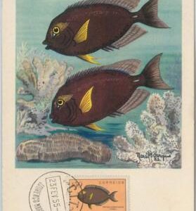 54283 - MOZAMBIQUE -  POSTAL HISTORY - MAXIMUM CARD - 1955  FISH