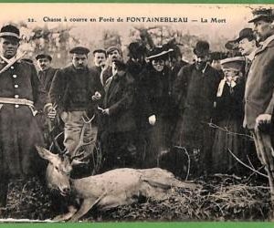 ah3016 - FRANCE - VINTAGE POSTCARD - Fontainebleau - HUNDING DEER