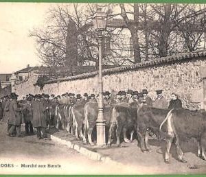 ah3025 - FRANCE - VINTAGE POSTCARD - Limoges - CATTLE MARKET