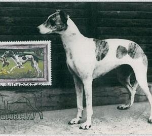 32368 HUNGARY - MAXIMUM CARD : animals DOG DOGS: Magyar agár greyhound 1972