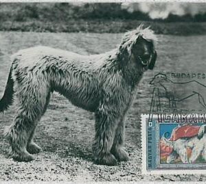 32367 - HUNGARY - MAXIMUM CARD : animals DOG DOGS:  1972  -  Afghan Hound
