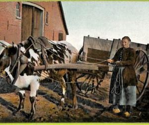 ad2037 - NETHERLANDS - VINTAGE POSTCARD  - Apeldoorn