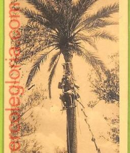 af6128 - LIBYA - VINTAGE POSTCARD - Tripoli - 1913