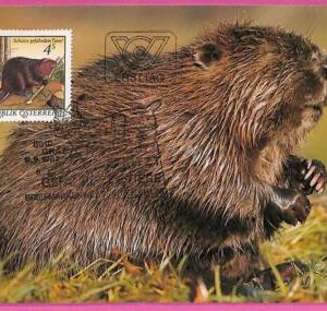 ag3295 - AUSTRIA  - POSTAL HISTORY -  Maximum Card  - 1982 ANIMALS Rodents