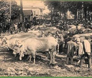ah2918 - FRANCE - VINTAGE POSTCARD - Peyrehorade - 1912, Etnic CATTLE MARKET