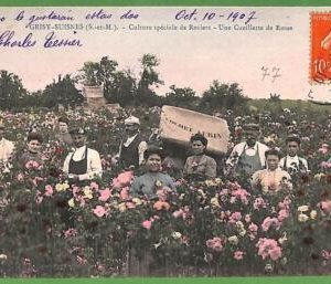 ah3015- FRANCE - VINTAGE POSTCARD - Grisy-Suisnes - 1907 ROSE PLANTATION