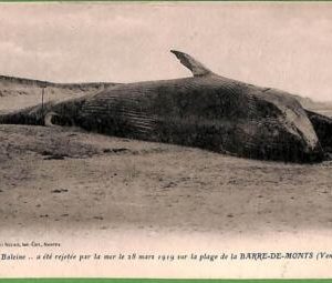 ah3023 - FRANCE - VINTAGE POSTCARD - La Barre-de-Monts BEACHED WHALE!