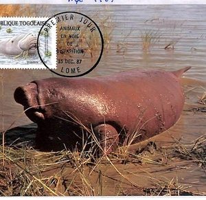 ai4170 - Togo - POSTAL HISTORY - Maxium Card - WWF Manatee - 1987