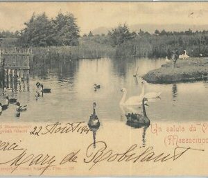 80851 - CARTOLINA d'Epoca - LUCCA  Provincia  - VIAREGGIO