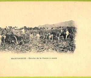 ae9131 - MARTINIQUE -  VINTAGE  POSTCARD - Ethnic