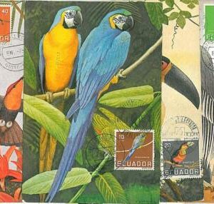 17352 - ECUADOR - POSTAL HISTORY -  4 MAXIMUM CARDS 1958  Birds PARROTS