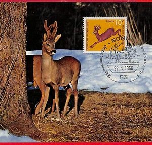 32192 - Germany - Postal History - MAXIMUM CARD  - FAUNA - 1966