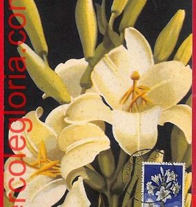 32455 - San Marino - Postal History - MAXIMUM CARD  - Plant, Flowers