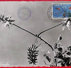 32465 - Somalia - Postal History - MAXIMUM CARD  - Plant, Flowers - 1955