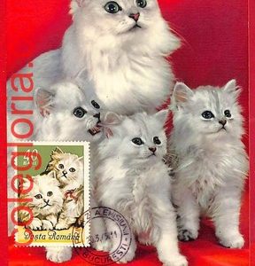 32498 - ROMANIA - Postal History - MAXIMUM CARD  - Animals, CATS - 1965
