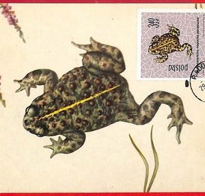 32793 - POLAND - Postal History - MAXIMUM CARD  - Animals, Frogs - 1963