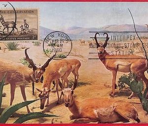 52731 - USA - Postal History - MAXIMUM CARD - Animals - 1960