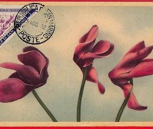 54517 - San Marino - Postal History - MAXIMUM CARD  - FLOWERS - 1952