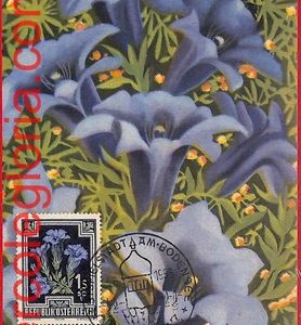 56937 - AUSTRIA - Postal History - MAXIMUM CARD  - FLOWERS, Bregenz - 1955