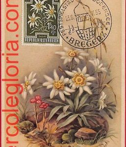 56942 - AUSTRIA - Postal History - MAXIMUM CARD  - FLOWERS, Bregenz - 1955