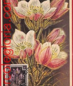 56941 - AUSTRIA - Postal History - MAXIMUM CARD  - FLOWERS - 1955