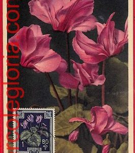 56938 - AUSTRIA - Postal History - MAXIMUM CARD  - FLOWERS, Bregenz - 1955