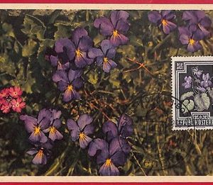 56945 - AUSTRIA - Postal History - MAXIMUM CARD  - FLOWERS, Bregenz - 1955