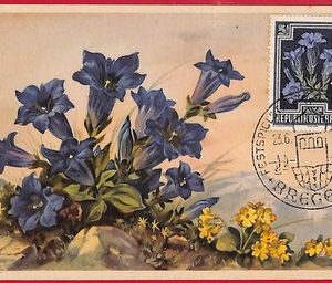 56946 - AUSTRIA - Postal History - MAXIMUM CARD  - FLOWERS, Bregenz - 1955