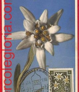 56944 - AUSTRIA - Postal History - MAXIMUM CARD  - FLOWERS, Bregenz - 1955