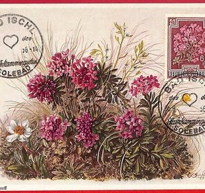 56951 - AUSTRIA - Postal History - MAXIMUM CARD  - FLOWERS - 1956