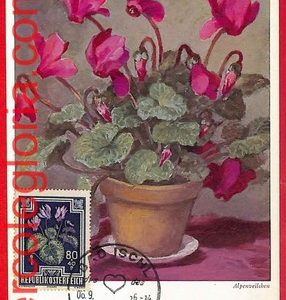 56952 - AUSTRIA - Postal History - MAXIMUM CARD  - FLOWERS - 1956