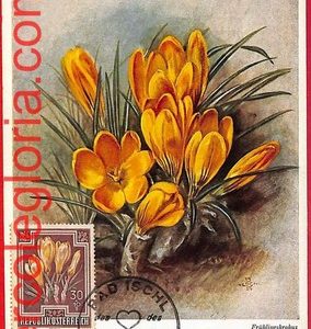 56955 - AUSTRIA - Postal History - MAXIMUM CARD  - FLOWERS - 1956