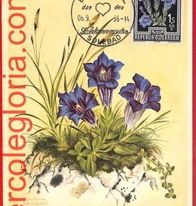 56957 - AUSTRIA - Postal History - MAXIMUM CARD  - FLOWERS - 1956