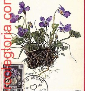 56953 - AUSTRIA - Postal History - MAXIMUM CARD  - FLOWERS - 1956