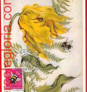 52698 - SWITZERLAND -  MAXIMUM CARD  - Plant,Flowers - PRO JUVENTUTE - 1954