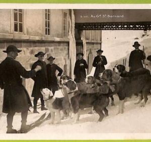 af4348  - VINTAGE POSTCARD -  Dogs SAINT BERNARD