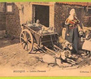 af4353 - BELGIUM - VINTAGE POSTCARD - Working Dogs