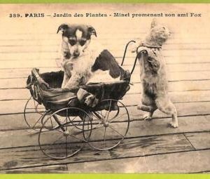 af4354 - FRANCE - VINTAGE POSTCARD -  Dogs CAT