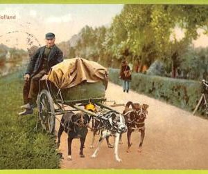 af4360 - Netherlands - VINTAGE POSTCARD  - Working Dogs