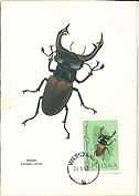 12328 - POLAND - Maximum Card : 1963 INSECTS