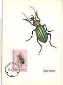 12327 - POLAND - Maximum Card 1963:  INSECTS