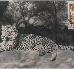 52618 - Spanish GUINEA - MAXIMUM CARD - ANIMALS  Leopard  1953