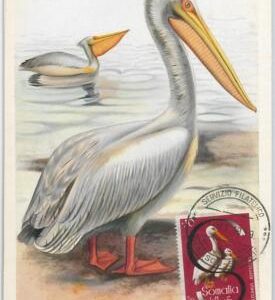 52633 - SOMALIA  - MAXIMUM CARD - ANIMALS Birds PELICAN  1959
