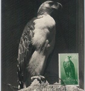 52625 - Spanish  SAHARA  - MAXIMUM CARD - ANIMALS Birds EAGLE - 1958