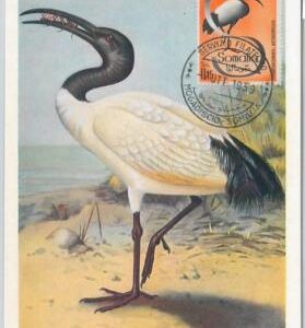 52629    - SOMALIA  - MAXIMUM CARD - ANIMALS Birds IBIS  1959