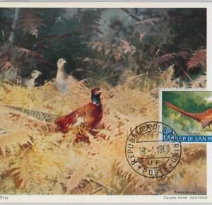 52668  - SAN MARINO  - MAXIMUM CARD - ANIMALS Birds Pheasant  1960