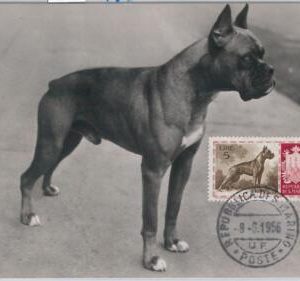 52679  - SAN MARINO  - MAXIMUM CARD - ANIMALS dog BOXER  1956