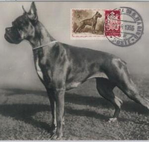 52680  - SAN MARINO  - MAXIMUM CARD - ANIMALS dog BOXER  1956